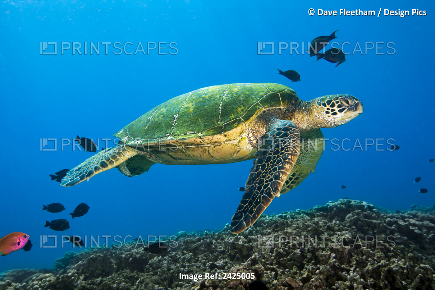 Hawaii, Green Sea Turtle Swimming In The Pacific Ocean.