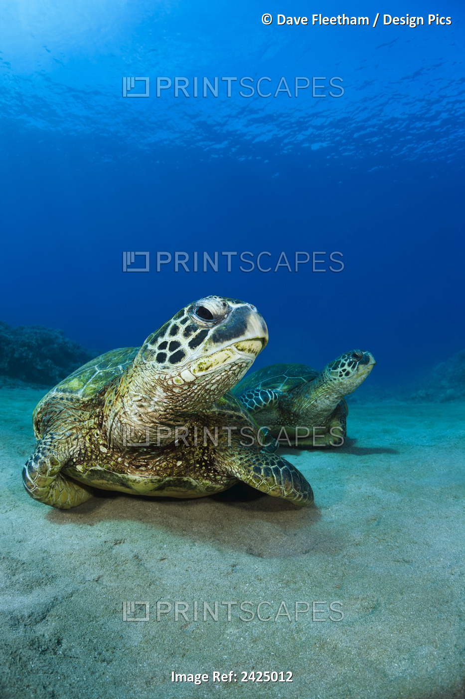 Hawaii, West Maui, Pair Of Green Sea Turtles (Chelonia Mydas) On The Ocean ...