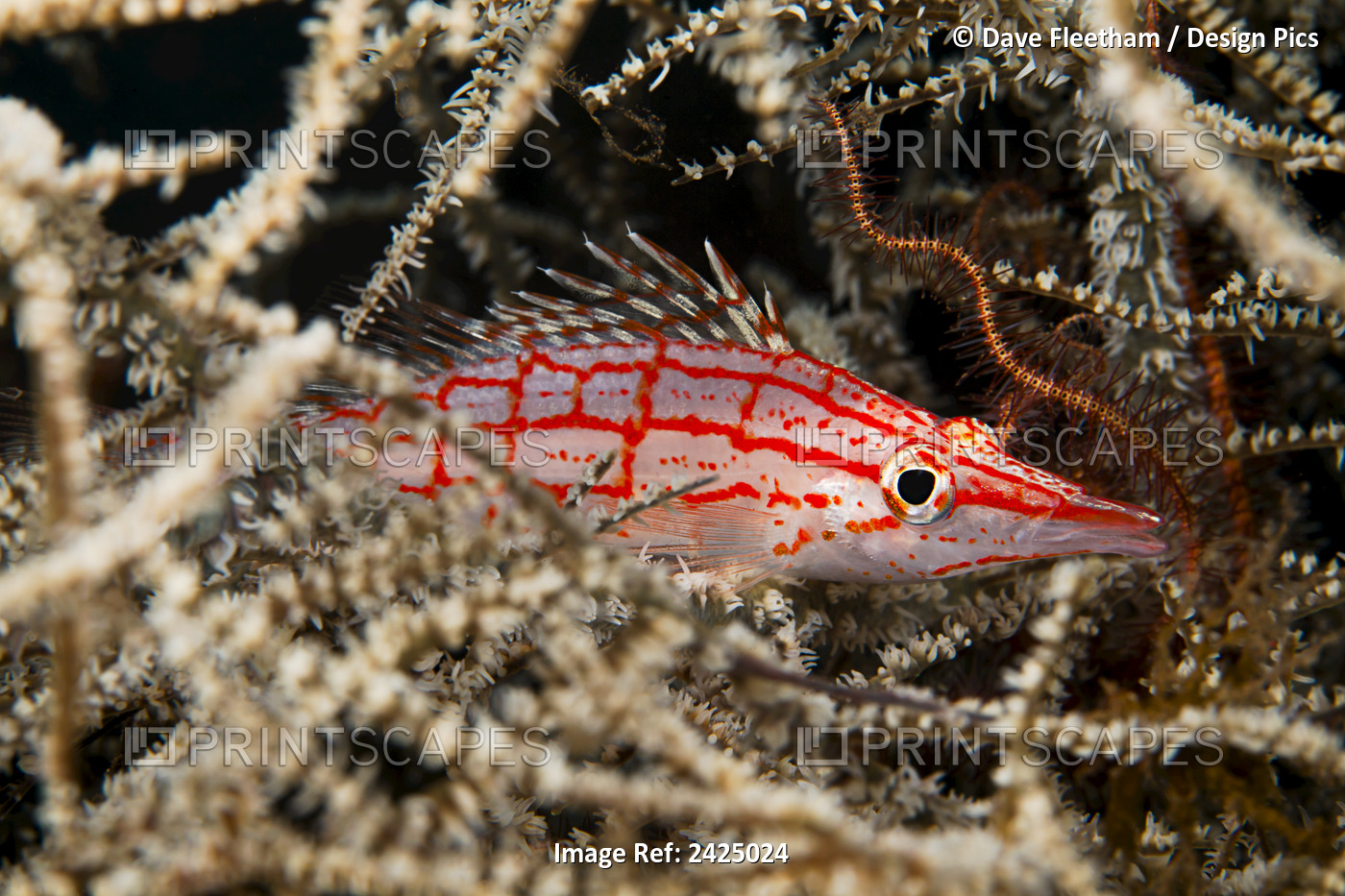 Indonesia, Bali, Tulamben, Longnose Hawkfish (Oxycirrhites Typus) Deep Inside A ...
