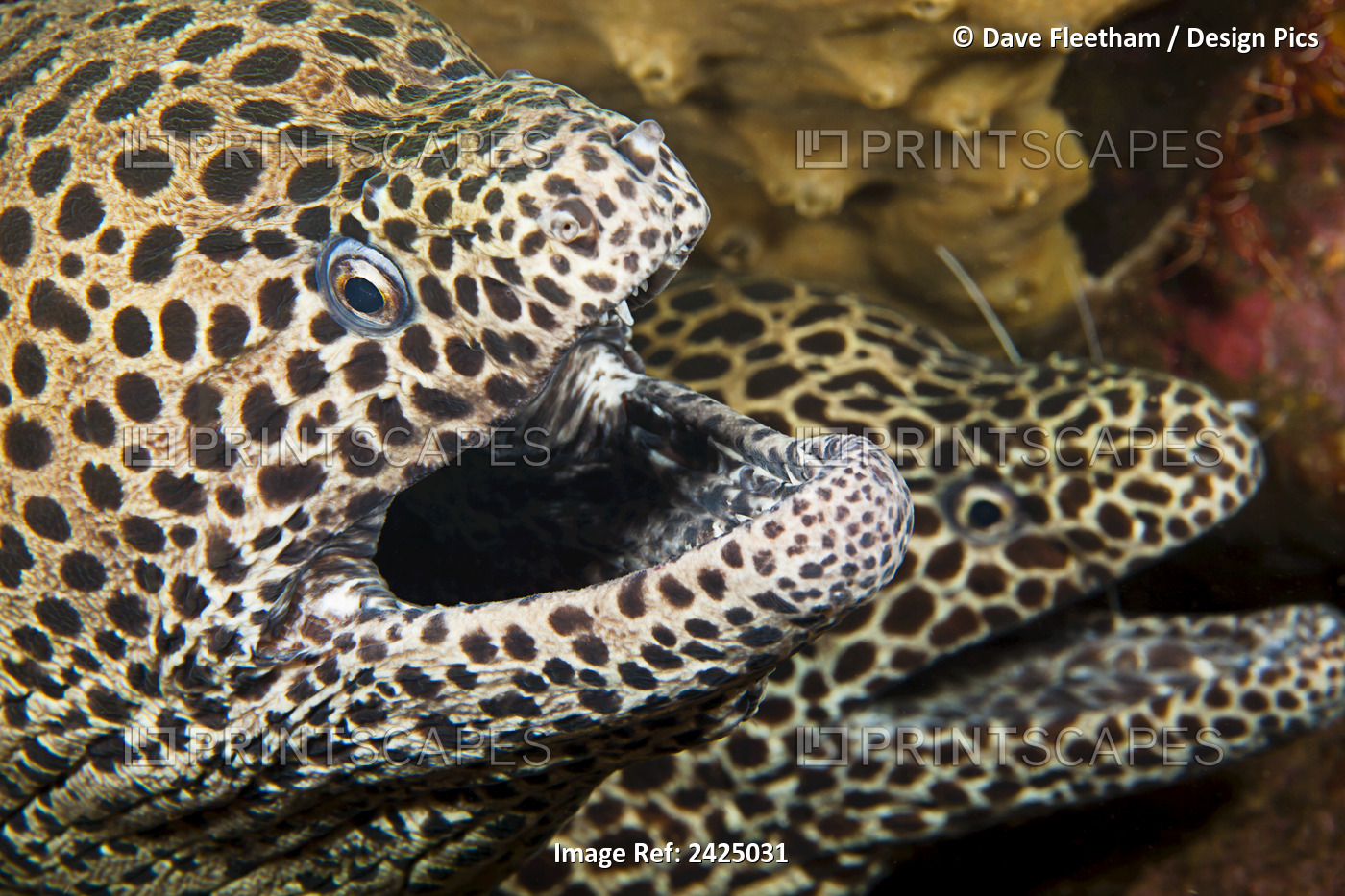 Indonesia, Bali, A Pair Of Honeycomb Moray Eels (Gymnothorax Favageneus).