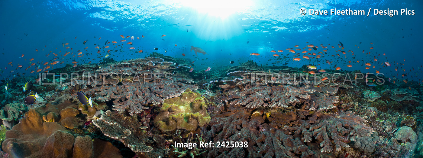 [Dc] Indonesian, Bali, Crystal Bay, Table Coral, Schooling Anthias In A Reef ...