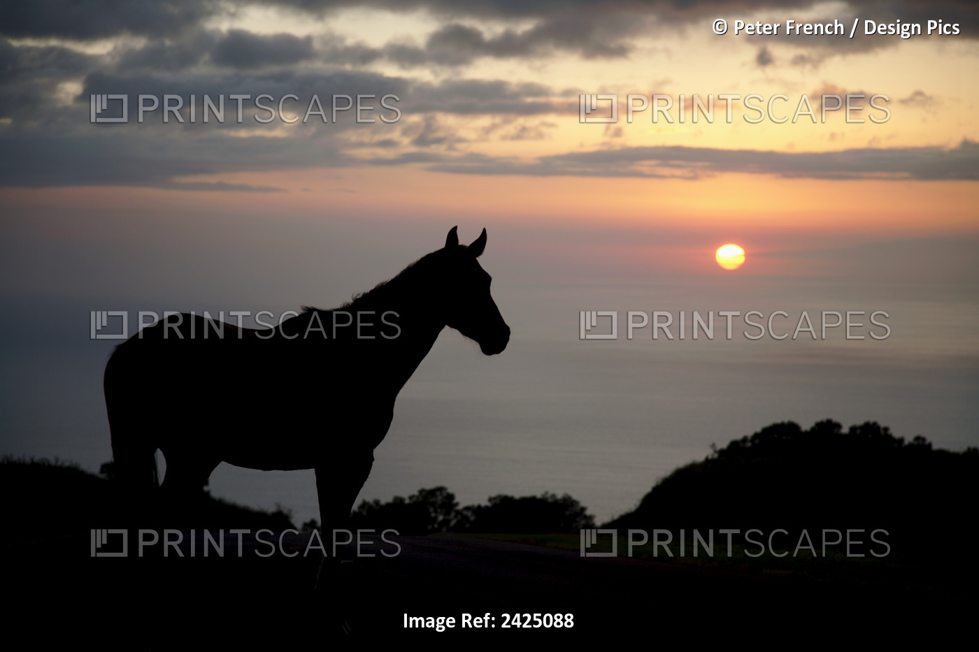 Hawaii, Big Island, Horse At North Kohala Ranch At Sunset