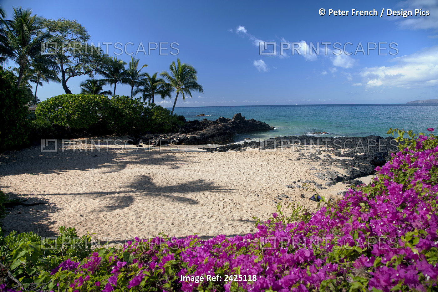 Hawaii, Maui, Makena, Bougainvillea Flowers At Secret Beach.