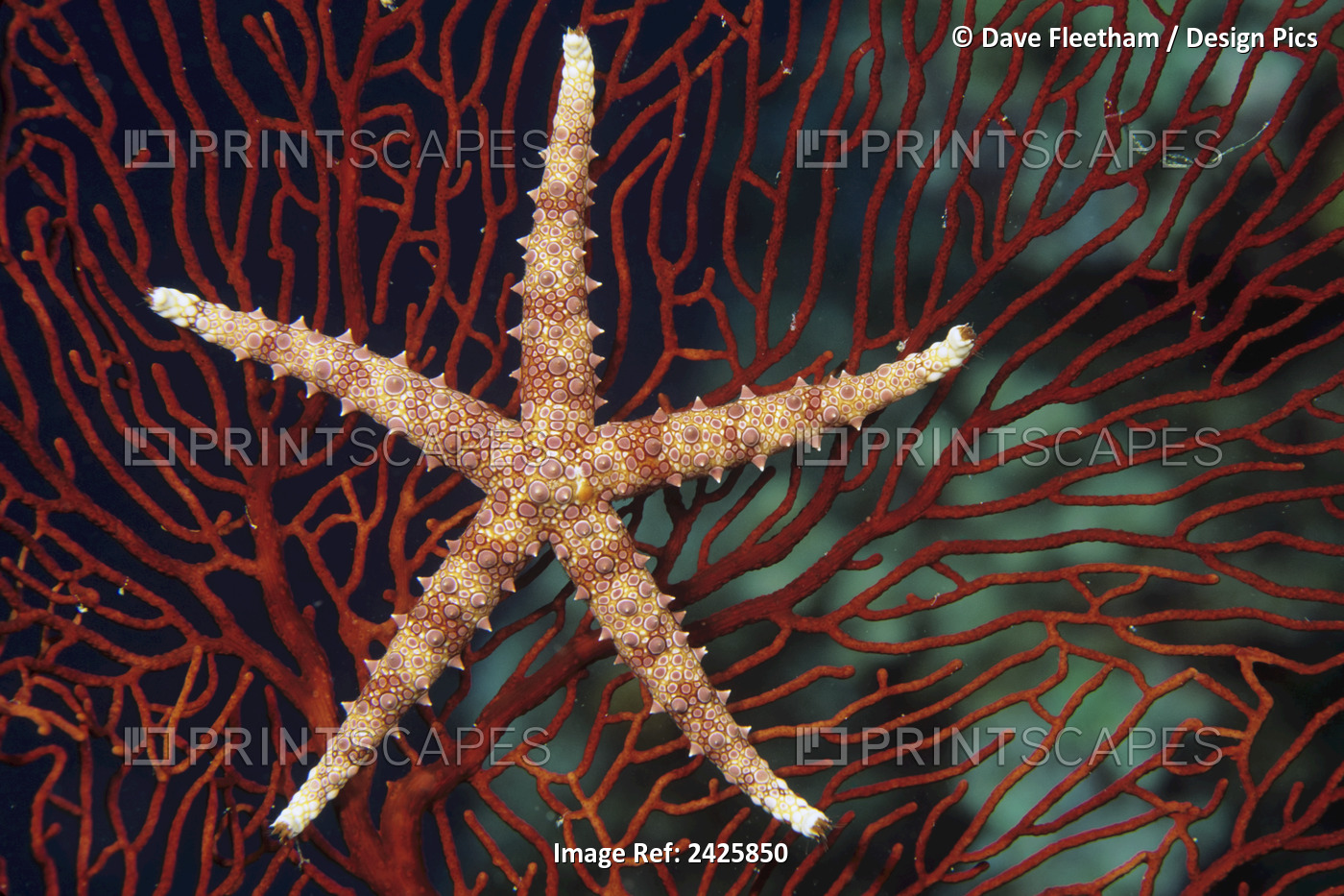 Fiji, Seastar (Gomophia Egyptiaca) On Gorgonian Coral (Melithaea Sp)