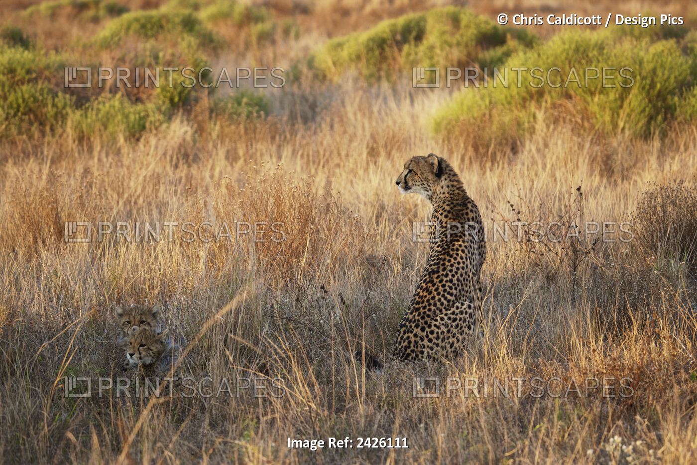 Cheetah With Her Babies; South Africa