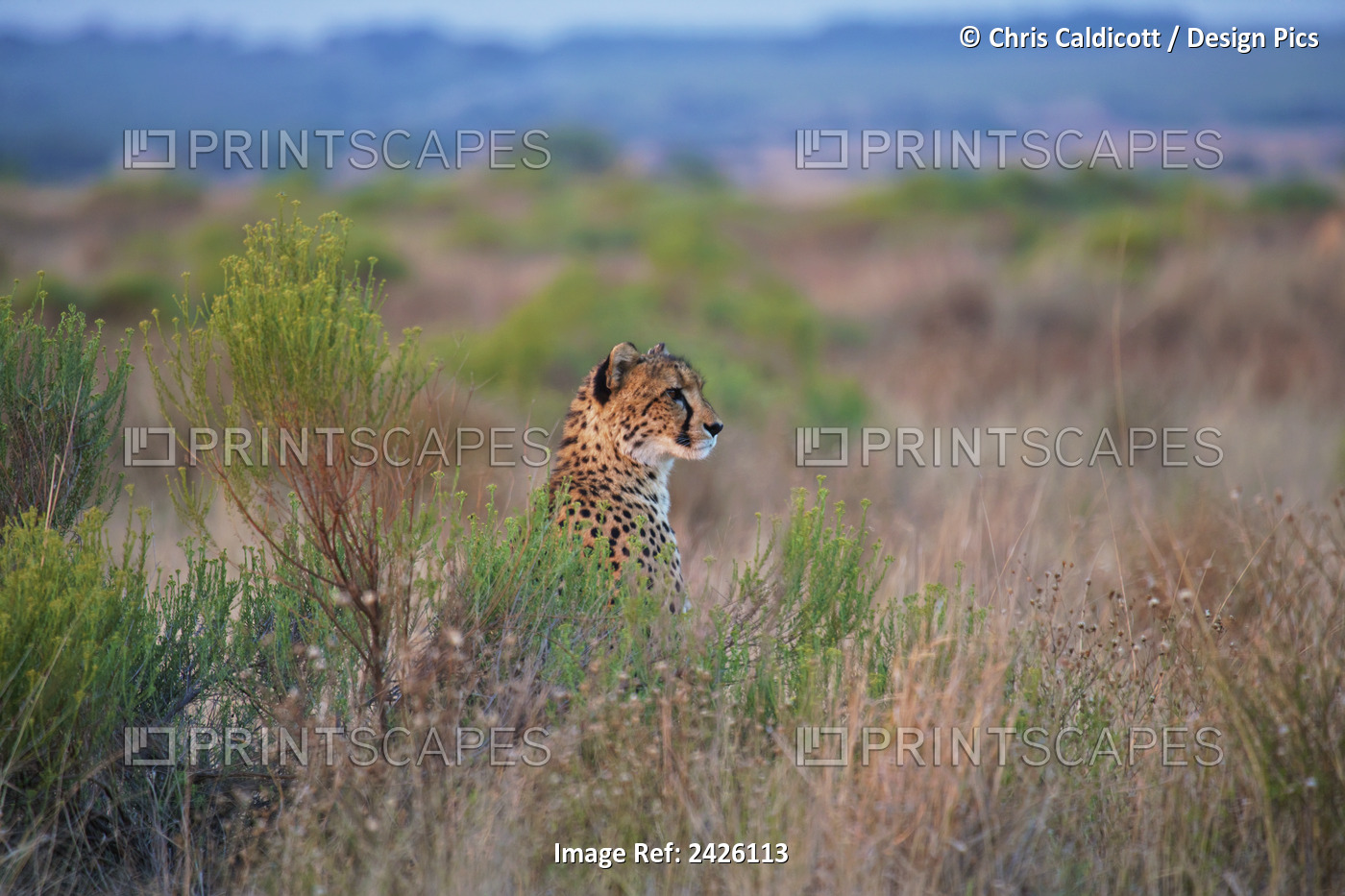Cheetah Sitting In The Tall Grass; South Africa