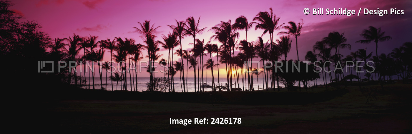 Tropical Sunset With Magenta Sky And Palm Trees In Kapalua Bay; Maui, Hawaii, ...