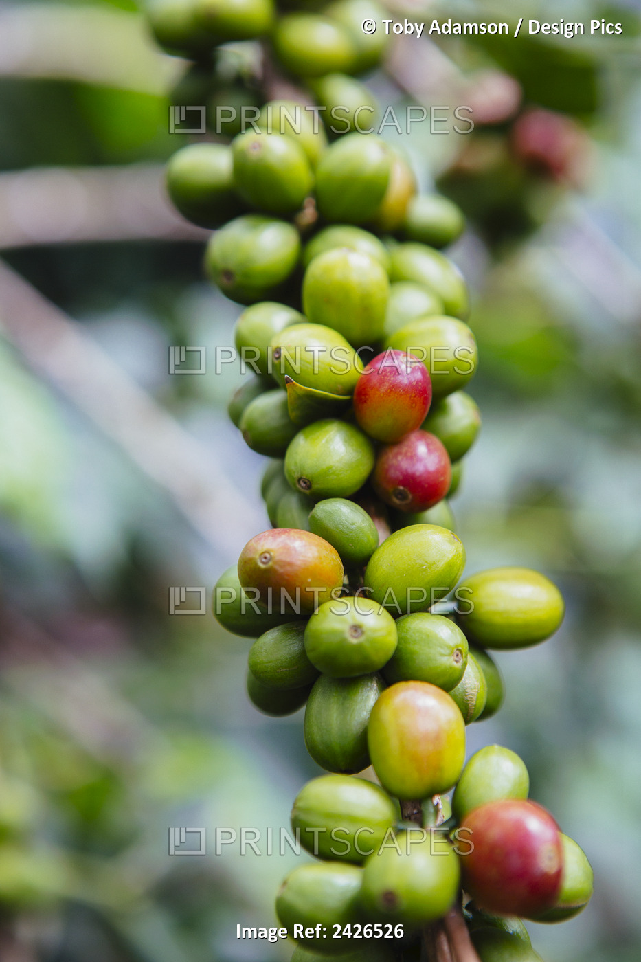 Coffee Growing In The Highlands Of Ethiopia; Ethiopia