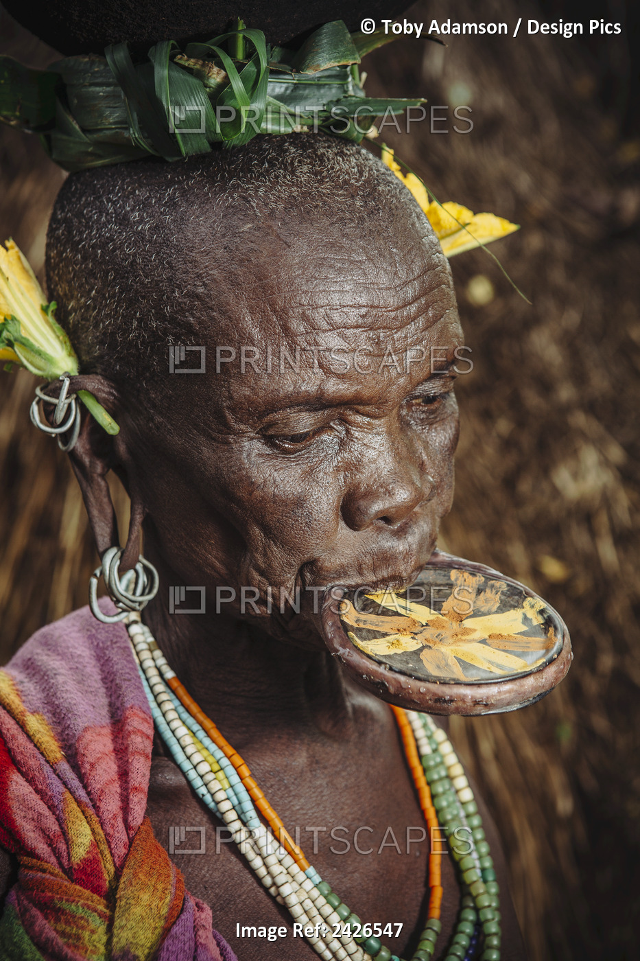 Elderly Surma Woman With Traditional Lip Plate, Omo Region, Southwest Ethiopia; ...