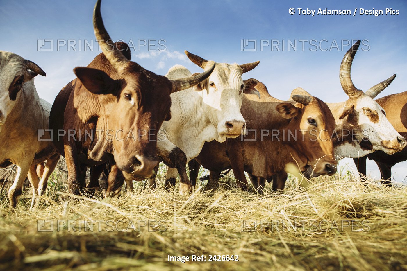 Herded Cattle In The Western Highlands; Ethiopia
