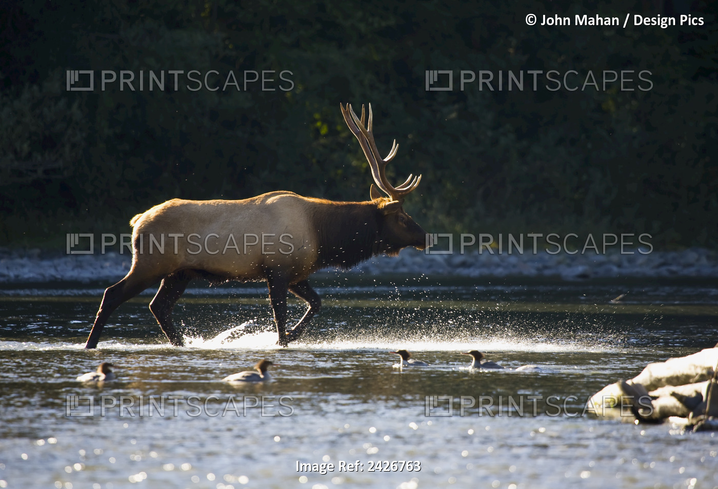Bull Roosevelt Elk (Cervus Canadensis Roosevelti) Crossing River With ...