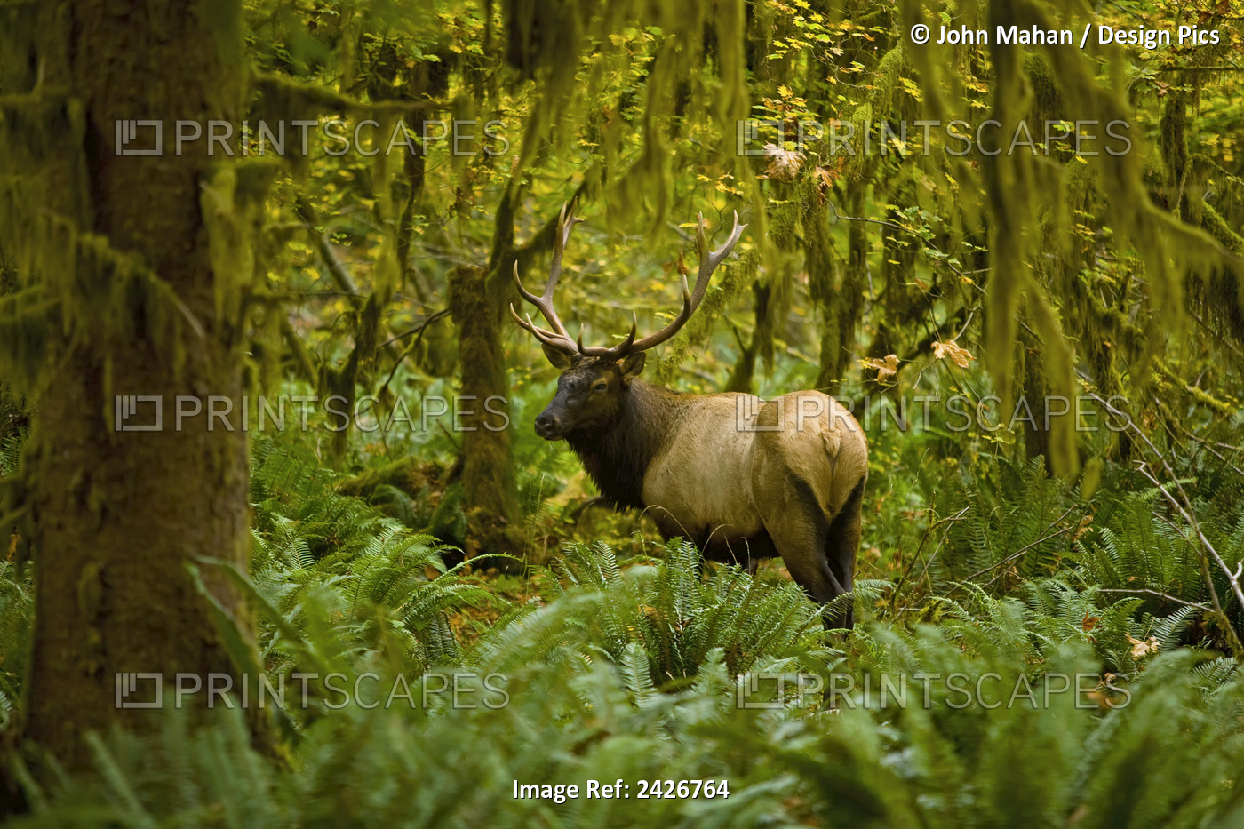 Bull Roosevelt Elk (Cervus Canadensis Roosevelti) Framed By Rainforest Foliage; ...