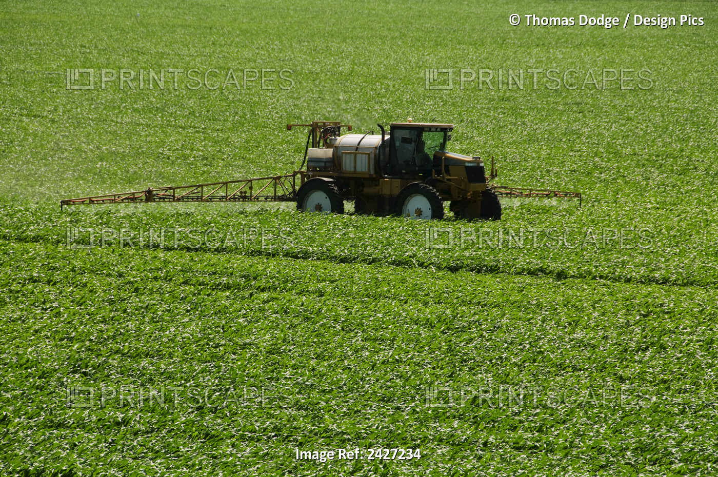Agriculture - A Rogator Spraying An Early Growth Grain Corn Field / Near ...