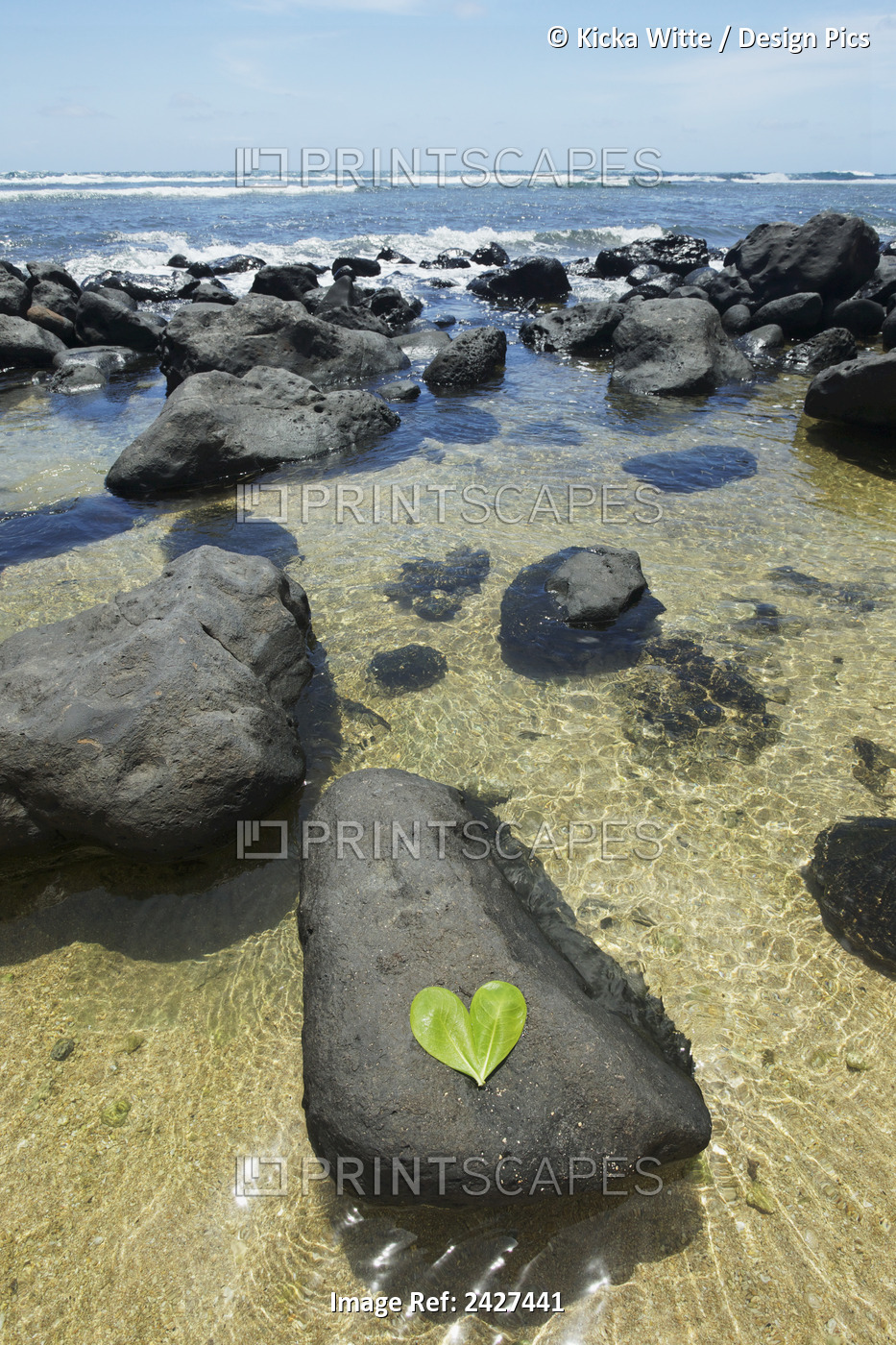 Heart-Shaped Leaf On A Rock In The Tide; Kauai, Hawaii, United States Of America