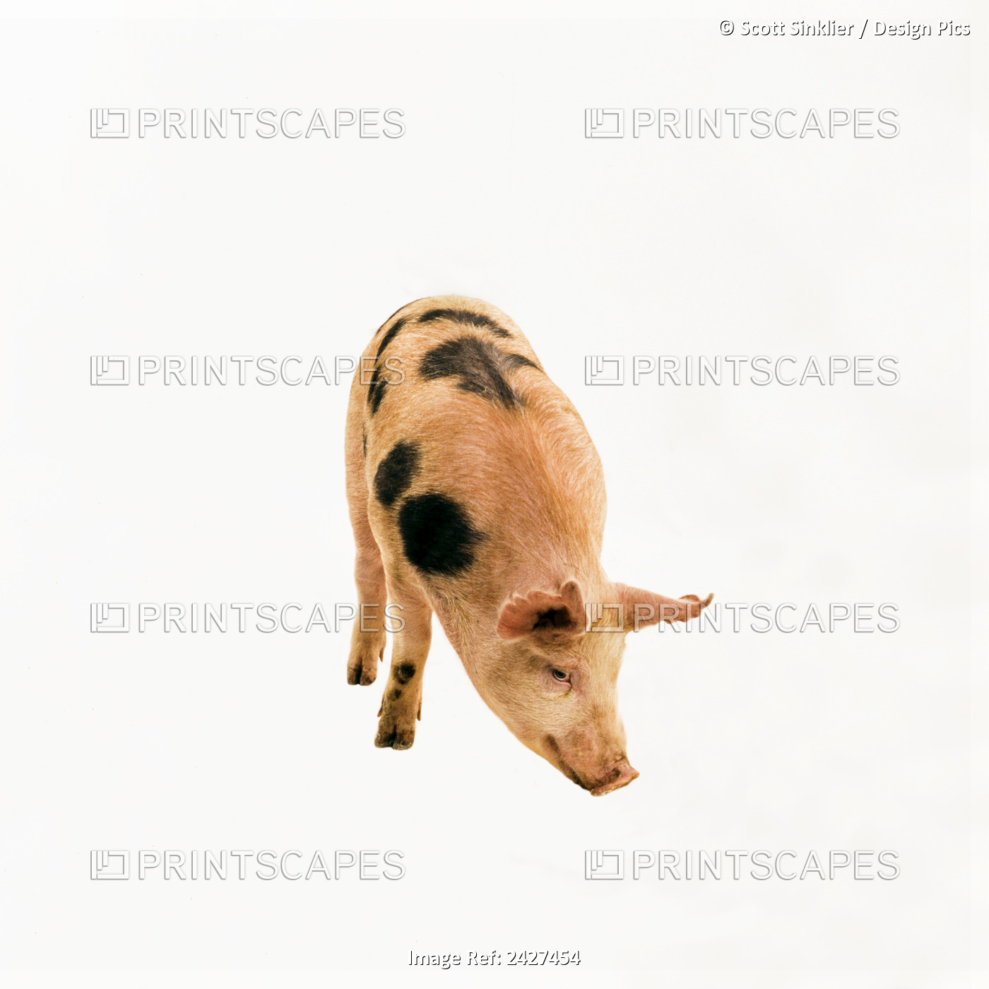 Livestock- A Mature Hog On A White Background / Iowa, Usa.