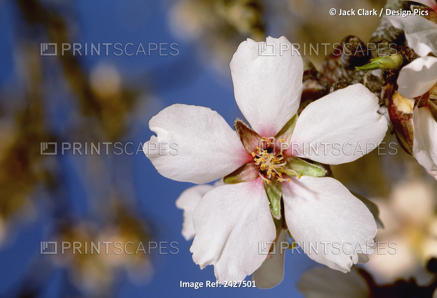 Close Up Of An Almond Blossom In Full Bloom; California, United States Of ...