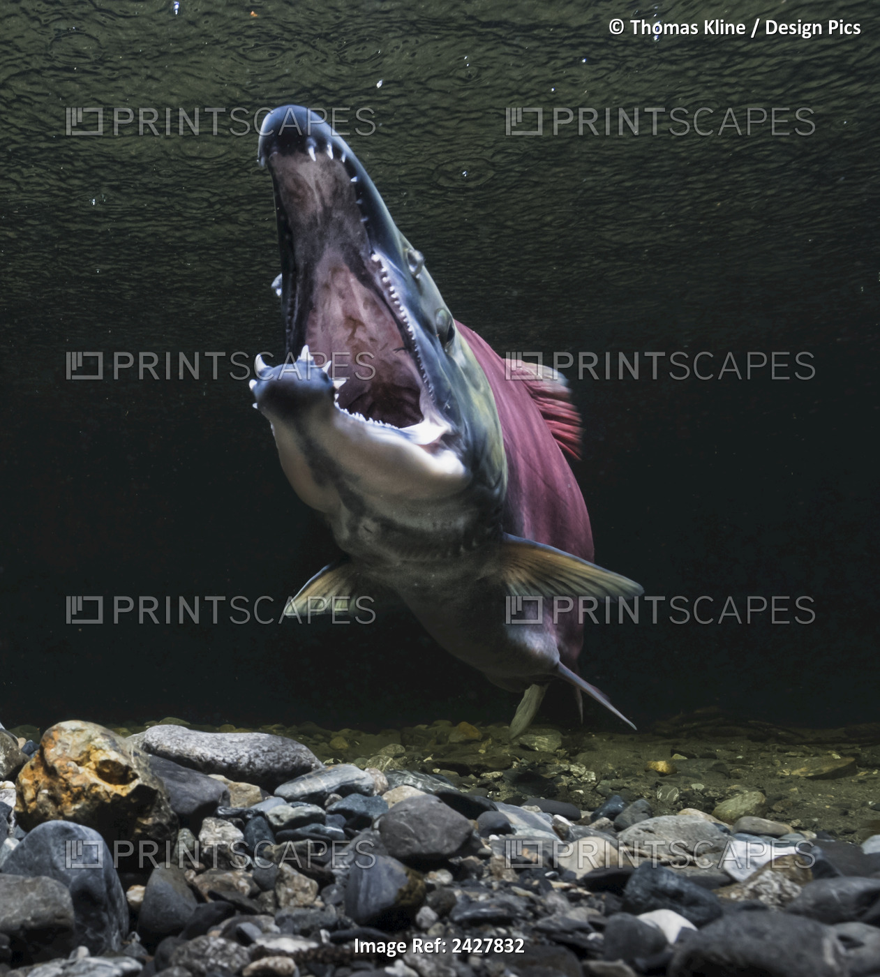 Sockeye/red Salmon (Oncorhynchus nerka)