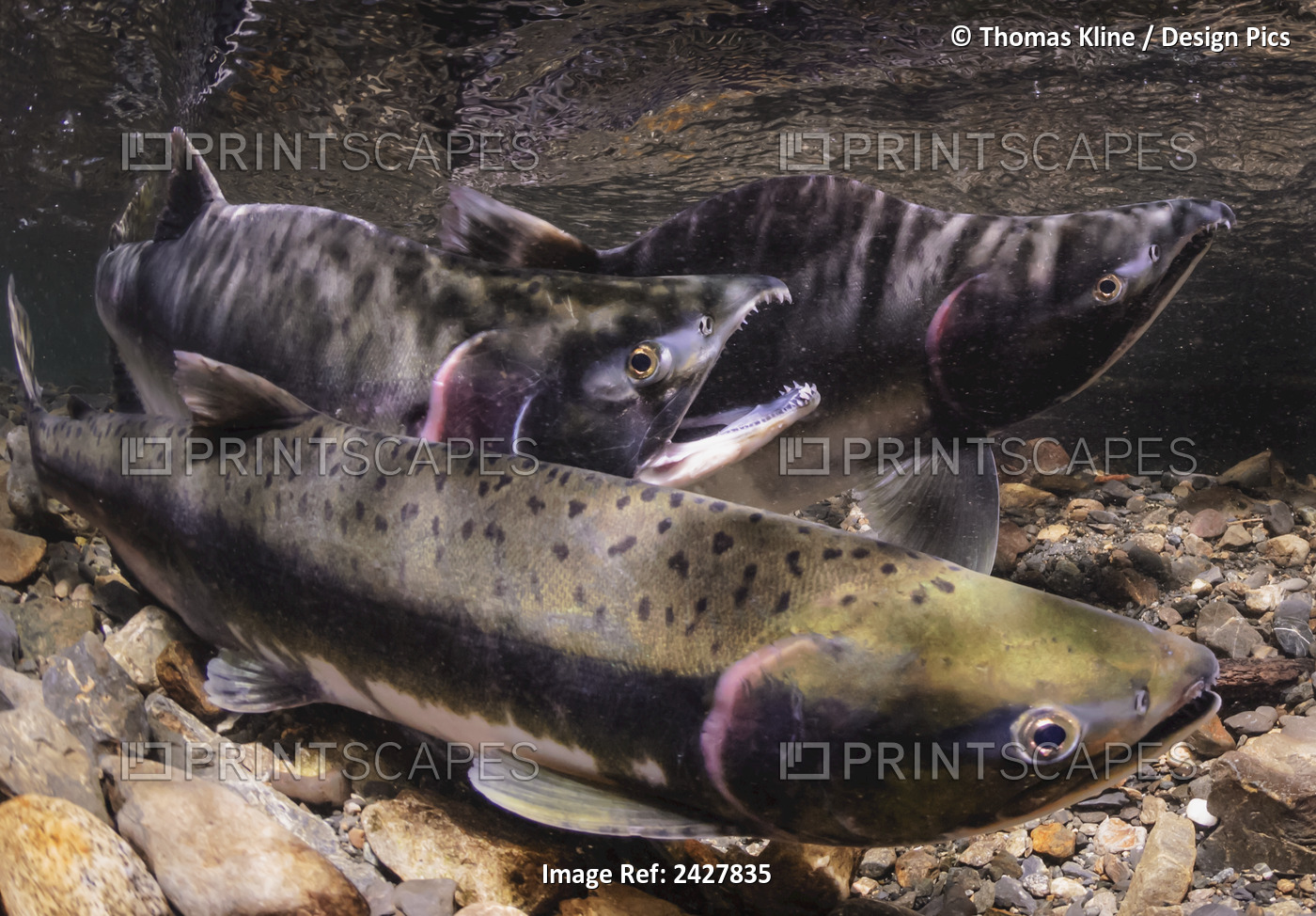 Pink (humpback) Salmon male spawner threat display directed at intruding male