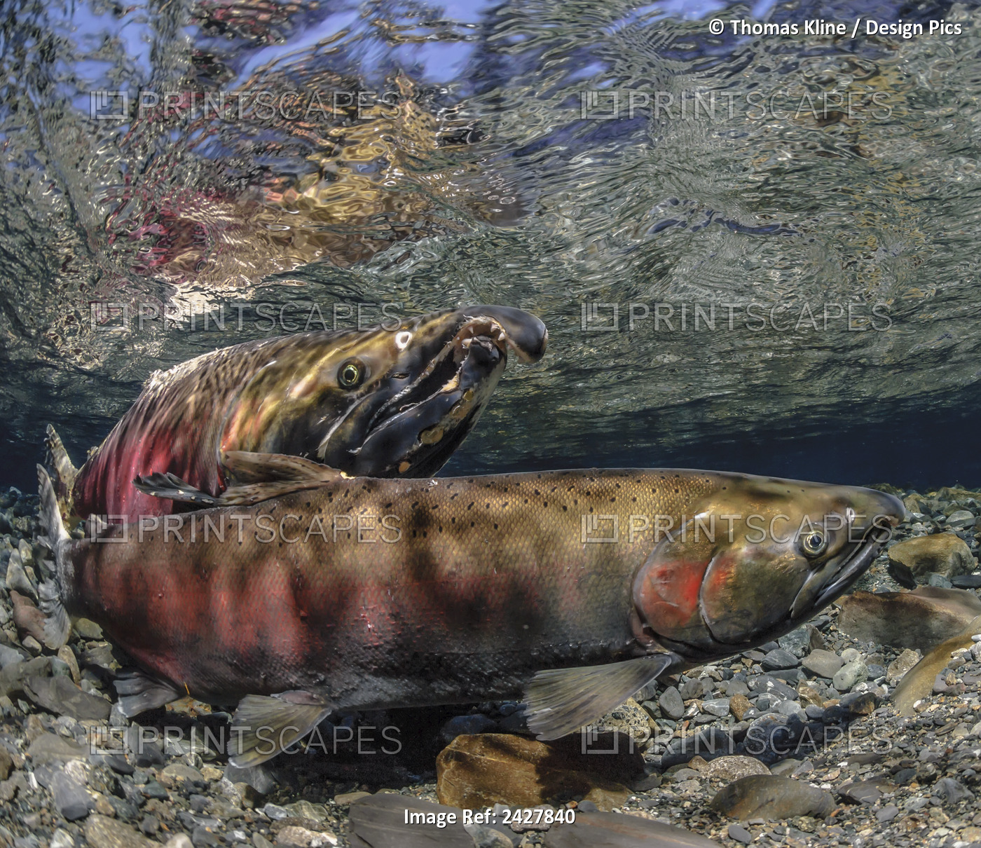 Coho (silver) Salmon (Oncorhynchus kisutch) spawning pair
