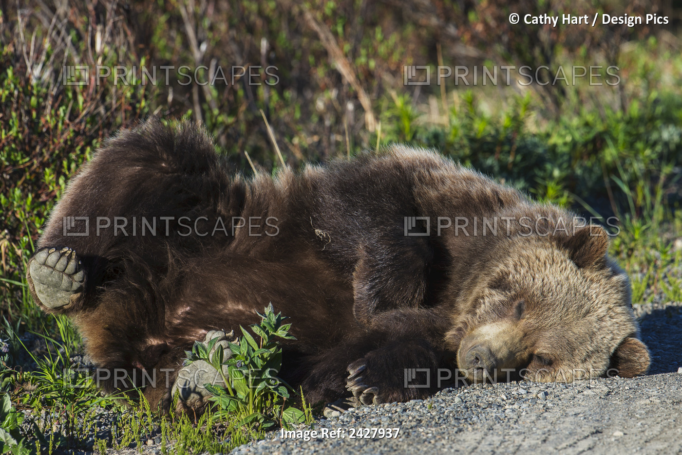 Brown Bear (Ursus Arctos) Takes A Break Laying Beside The Denali Highway In ...