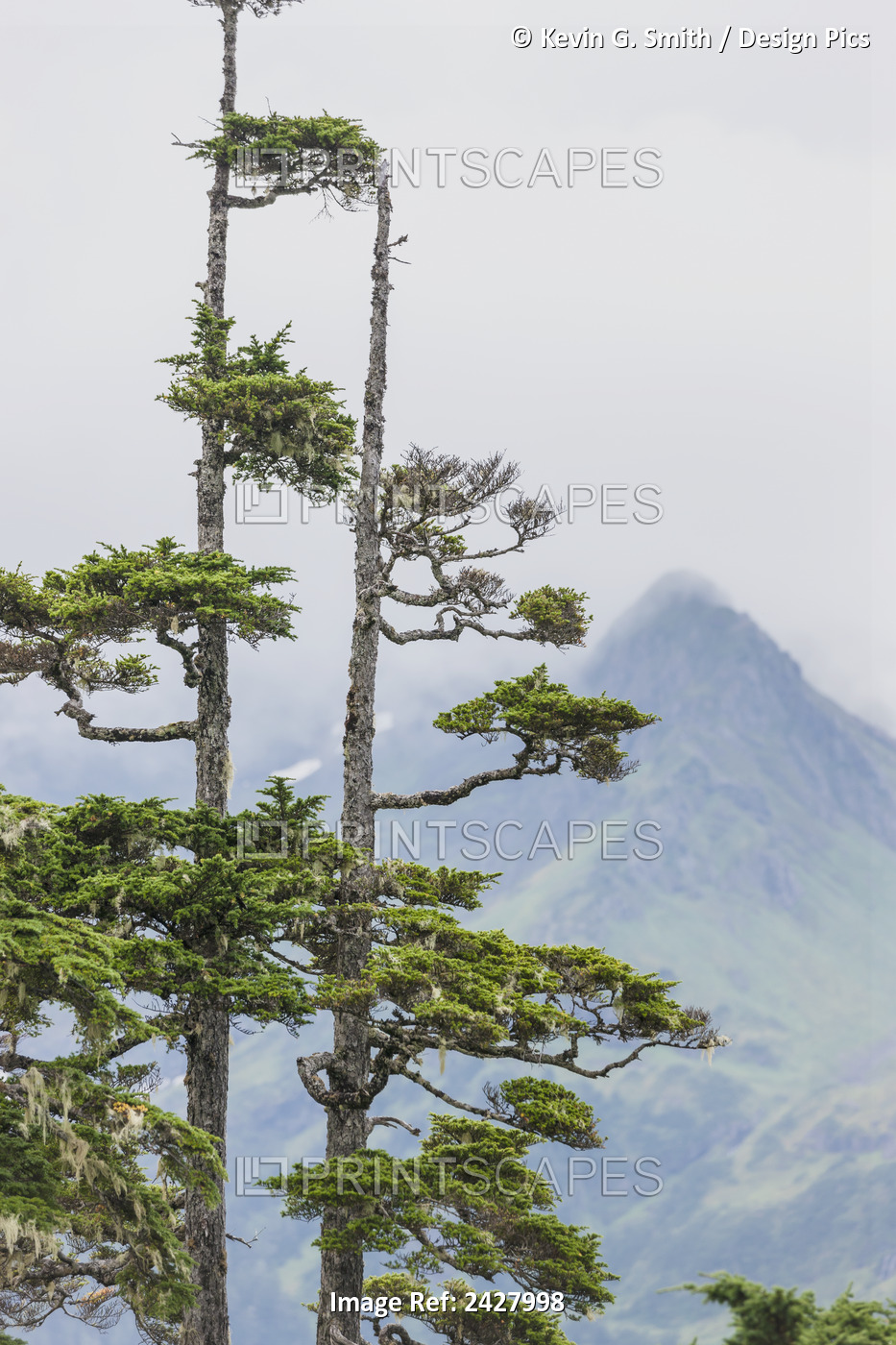 Old Knarly Hemlock Trees With Mountain Peak In The Background, Prince William ...