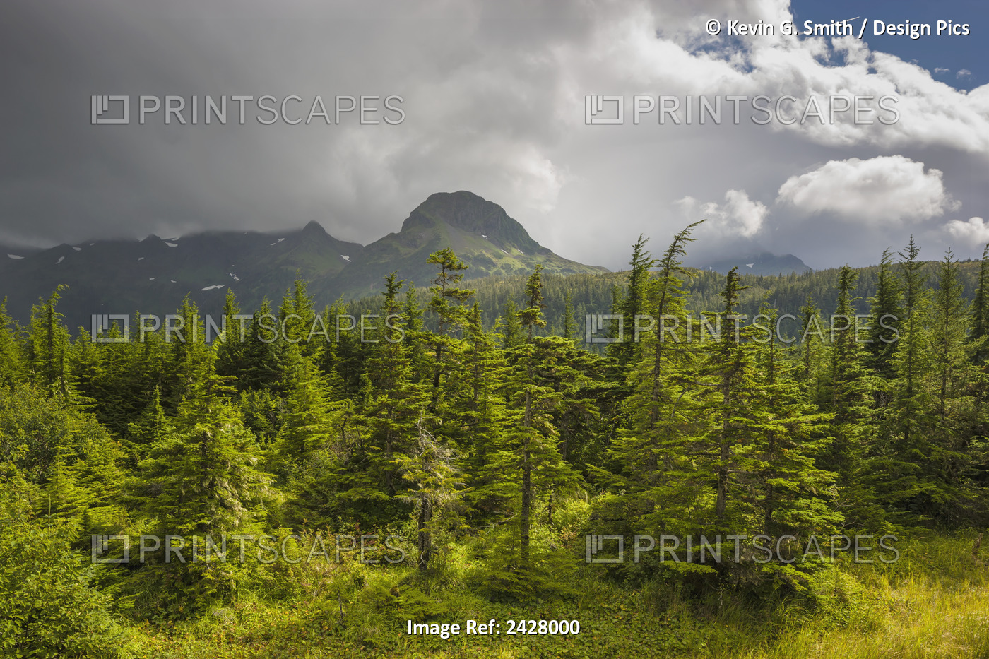 Spruce Tree Forest With Mountain Peak In Background, Chugach National Forest, ...