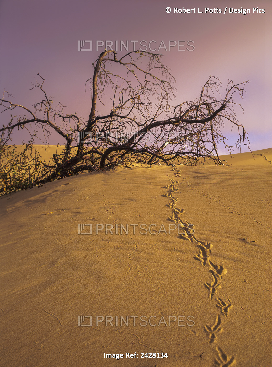 Raven Tracks Across The Sand Dune; Lakeside, Oregon, United States Of America