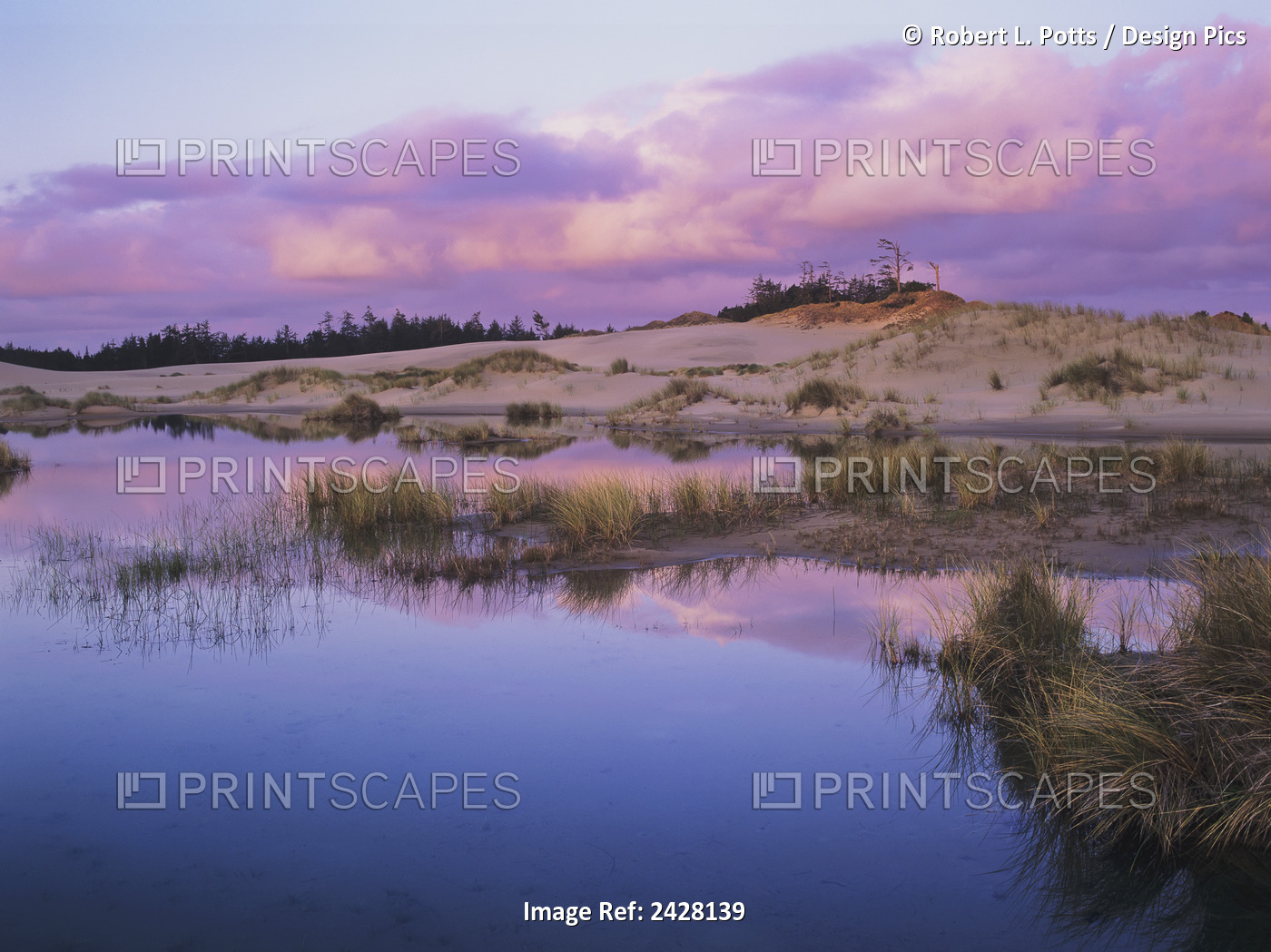 An Ephemeral Pool Reflects The Morning Sky; Reedsport, Oregon, United States Of ...