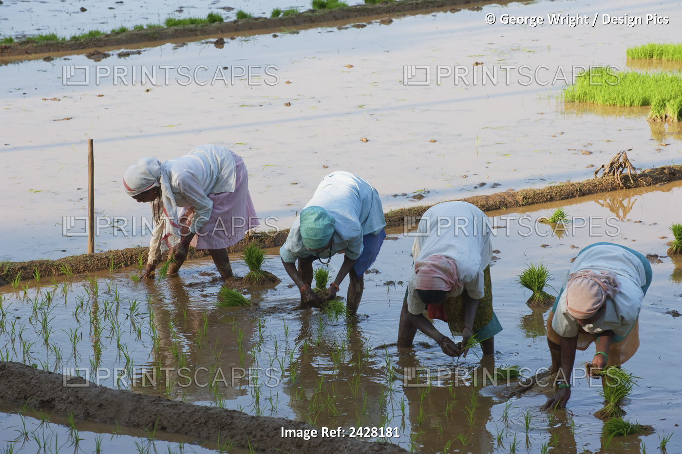 Workers Planting In A Rice Paddy; Goa, India