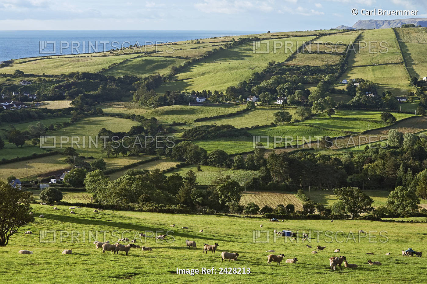 Farmland Near Knocknacar, Glens Of Antrim; County Antrim, Ireland