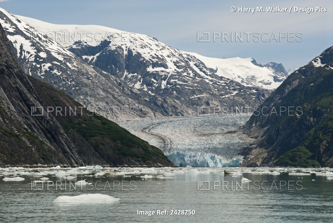 Dawes Glacier In Endicott Arm Of Tracy Arm-Fords Terror Wilderness With Coast ...