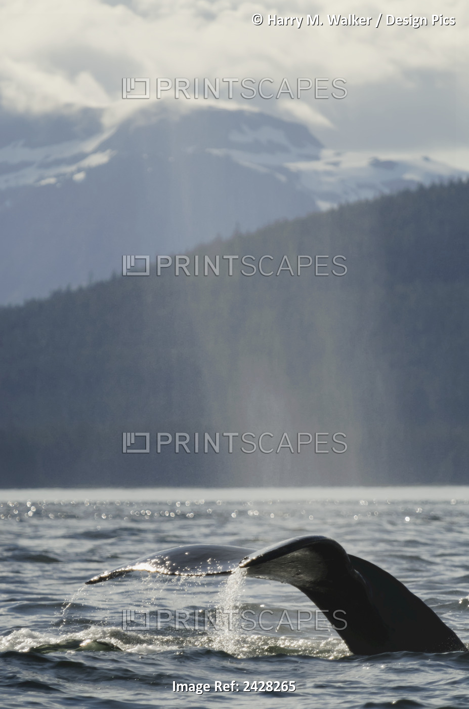 Humpback Whale (Megaptera Novaeangliae) Rises Out Of The Water And Expels Air ...