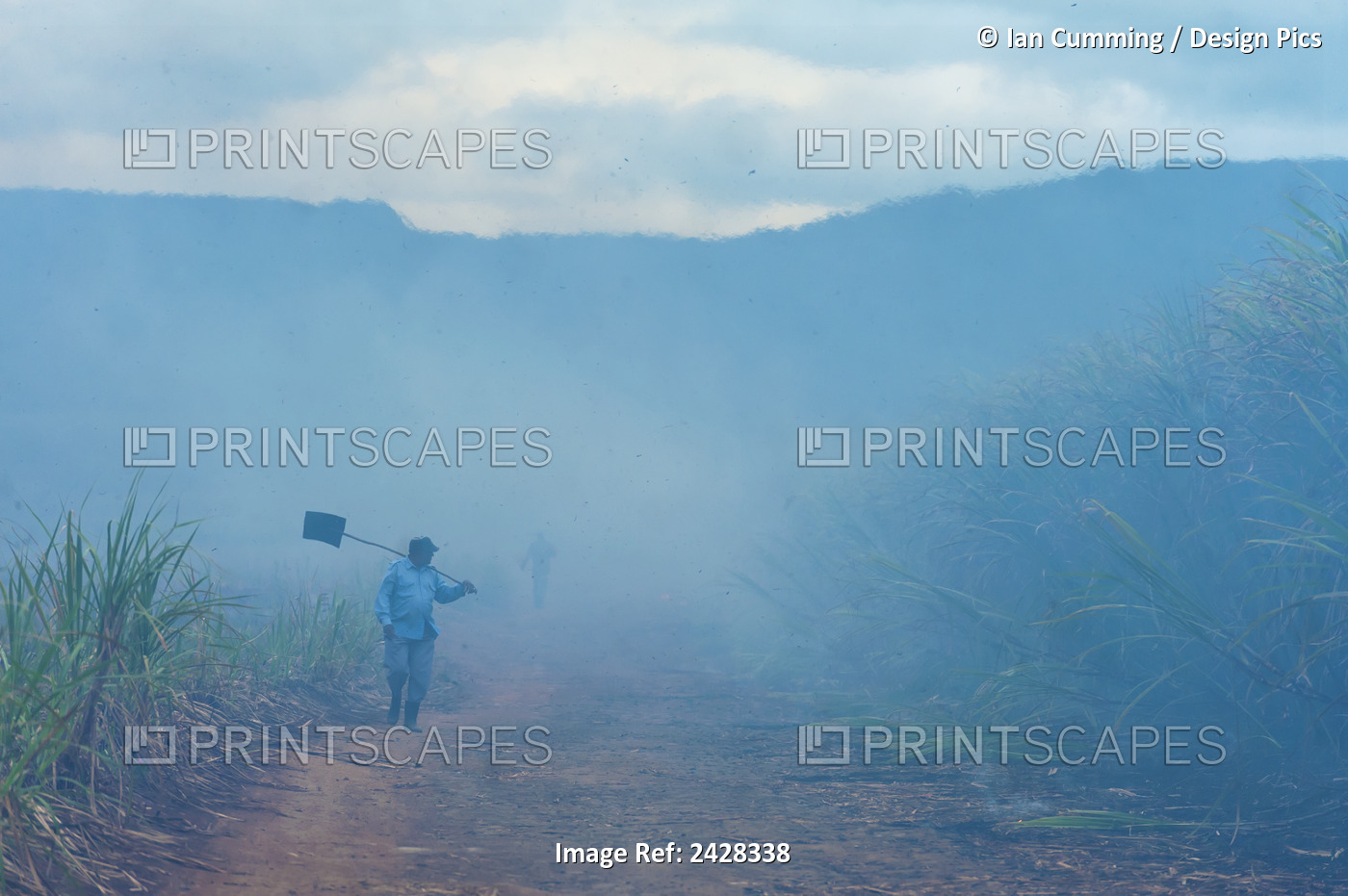 Man With Beater Helping To Control Burning Of Sugar Cane Fields In Preparation ...
