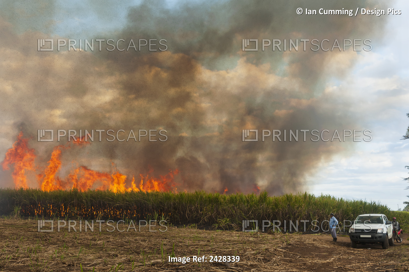 Man Keeps An Eye On Burning Of Controlled Burning Of Sugar Cane Fields In ...