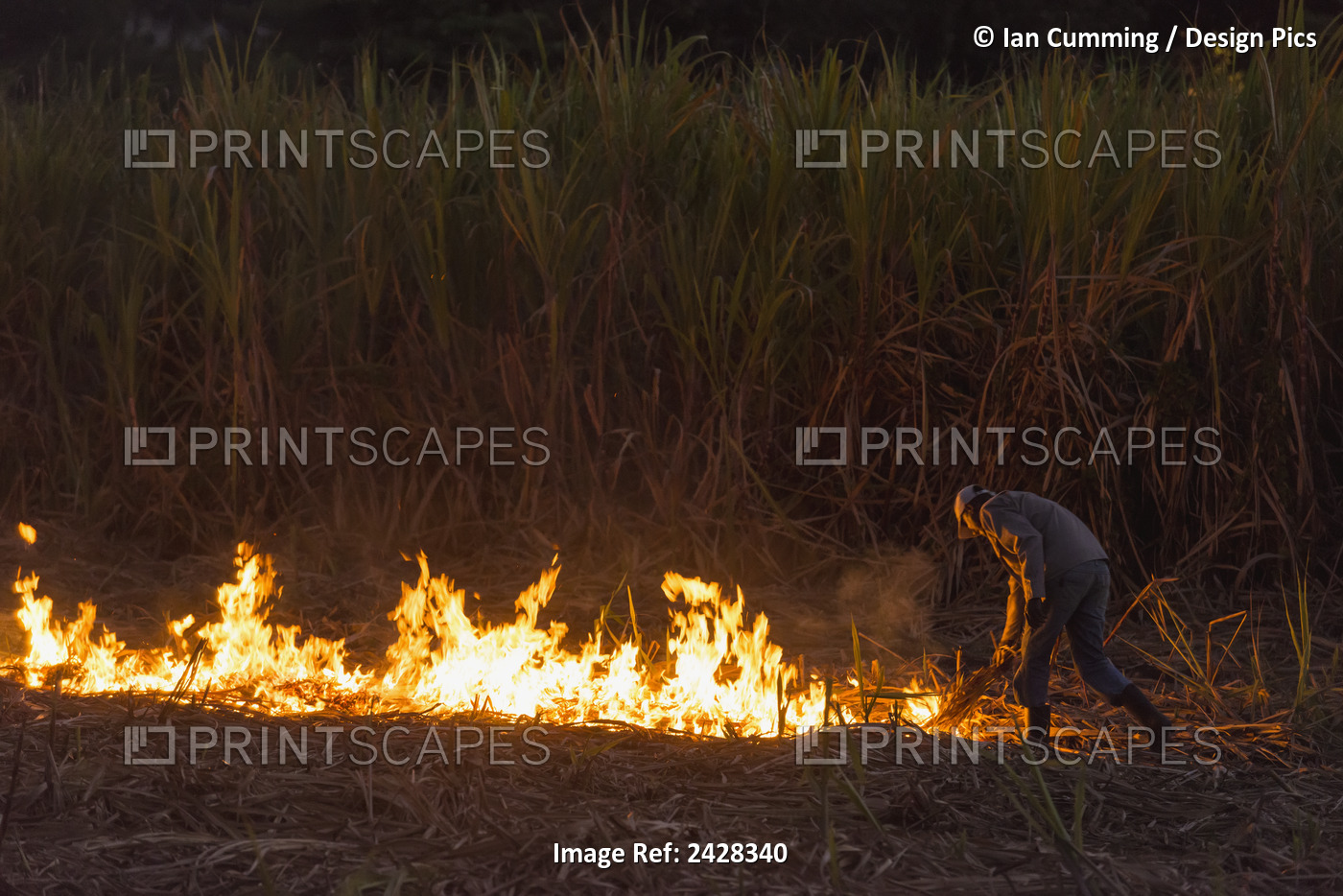 Man Setting Fire To Sugar Cane Fields At Dusk In Preparation Of Harvesting; ...