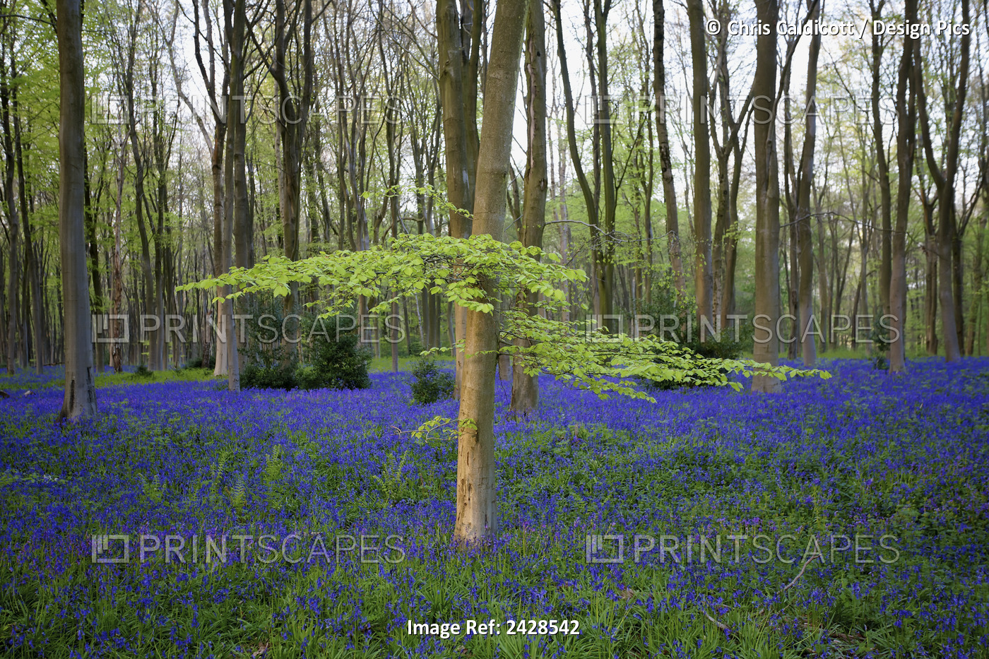 Bluebells In The Woods; Hampshire, England