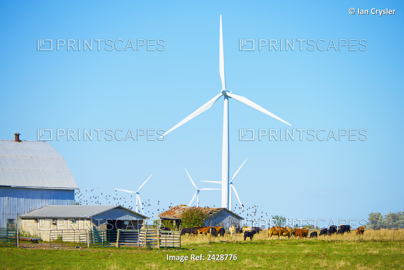 Wind Turbines On A Farm; Wolfe Island, Ontario, Canada