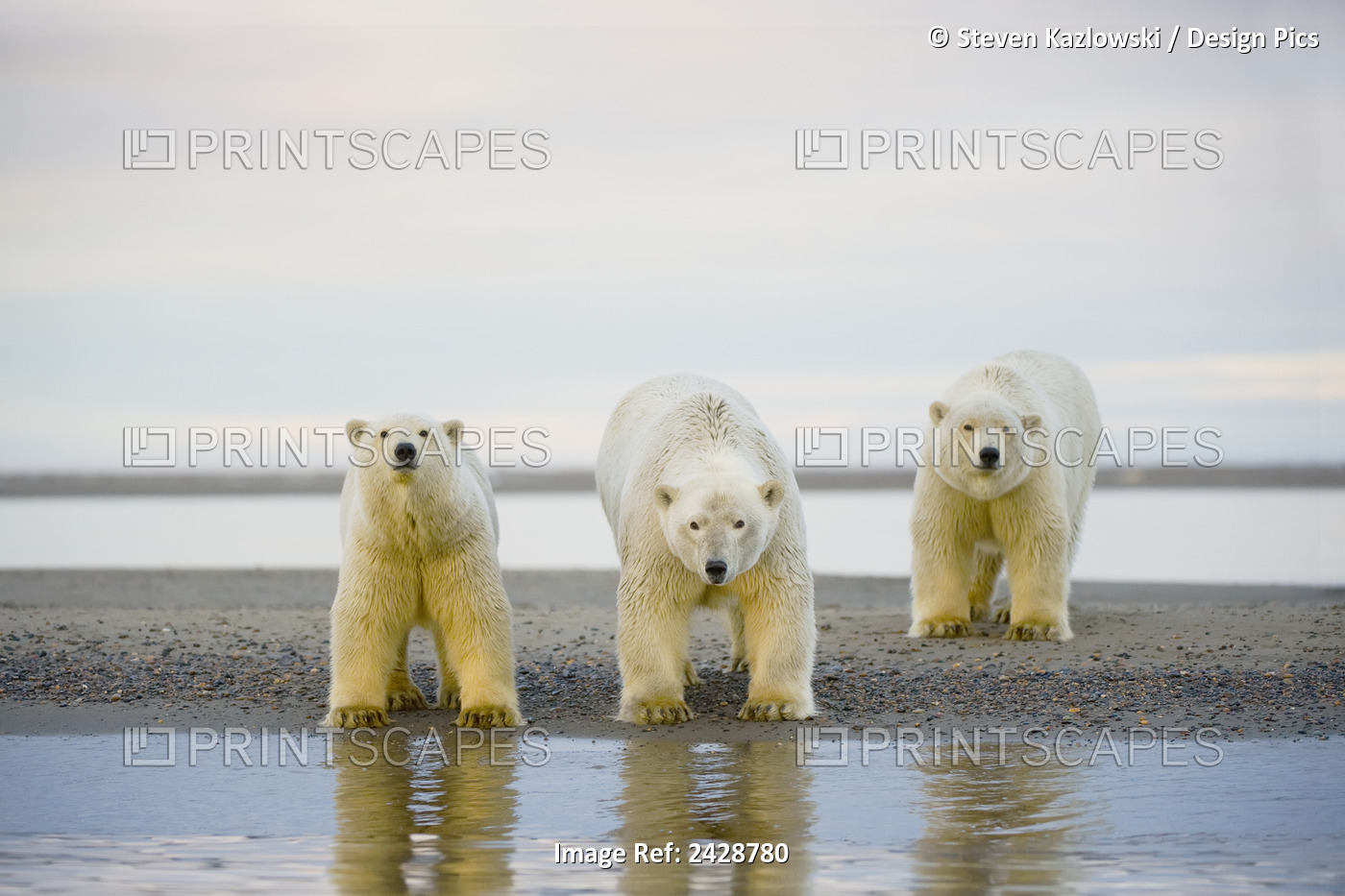 Polar Bear (Ursus Maritimus), Curious Sow With Pair Of Spring Cubs Along A ...
