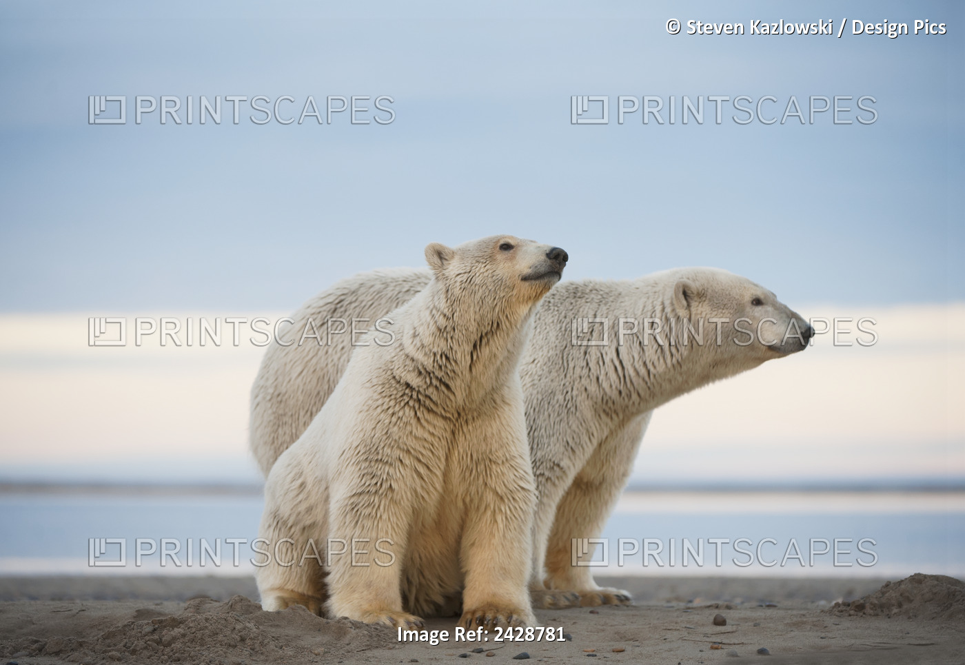 Polar Bear (Ursus Maritimus), Sow With Cub Sit And Rest Along A Barrier Island, ...