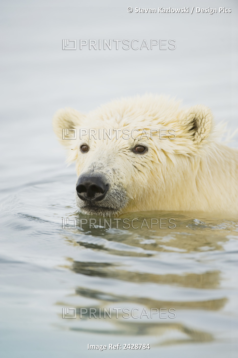 Polar Bear (Ursus Maritimus), Yearling Swims In The Beaufort Sea In Fall, Off ...