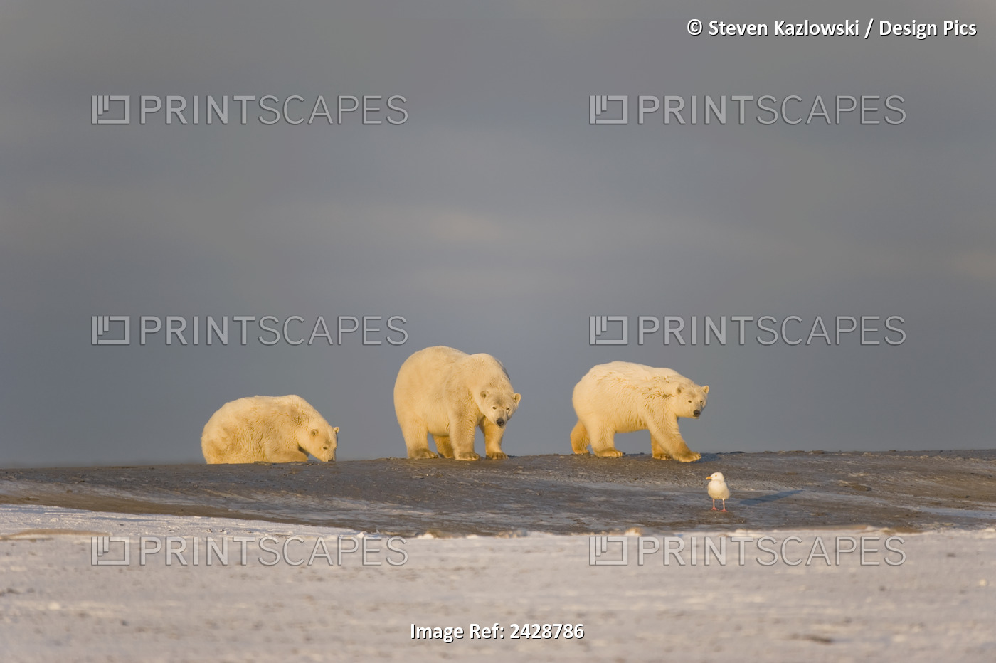 Polar Bear (Ursus Maritimus), Sow With Pair Of Cubs Walk Along A Barrier ...
