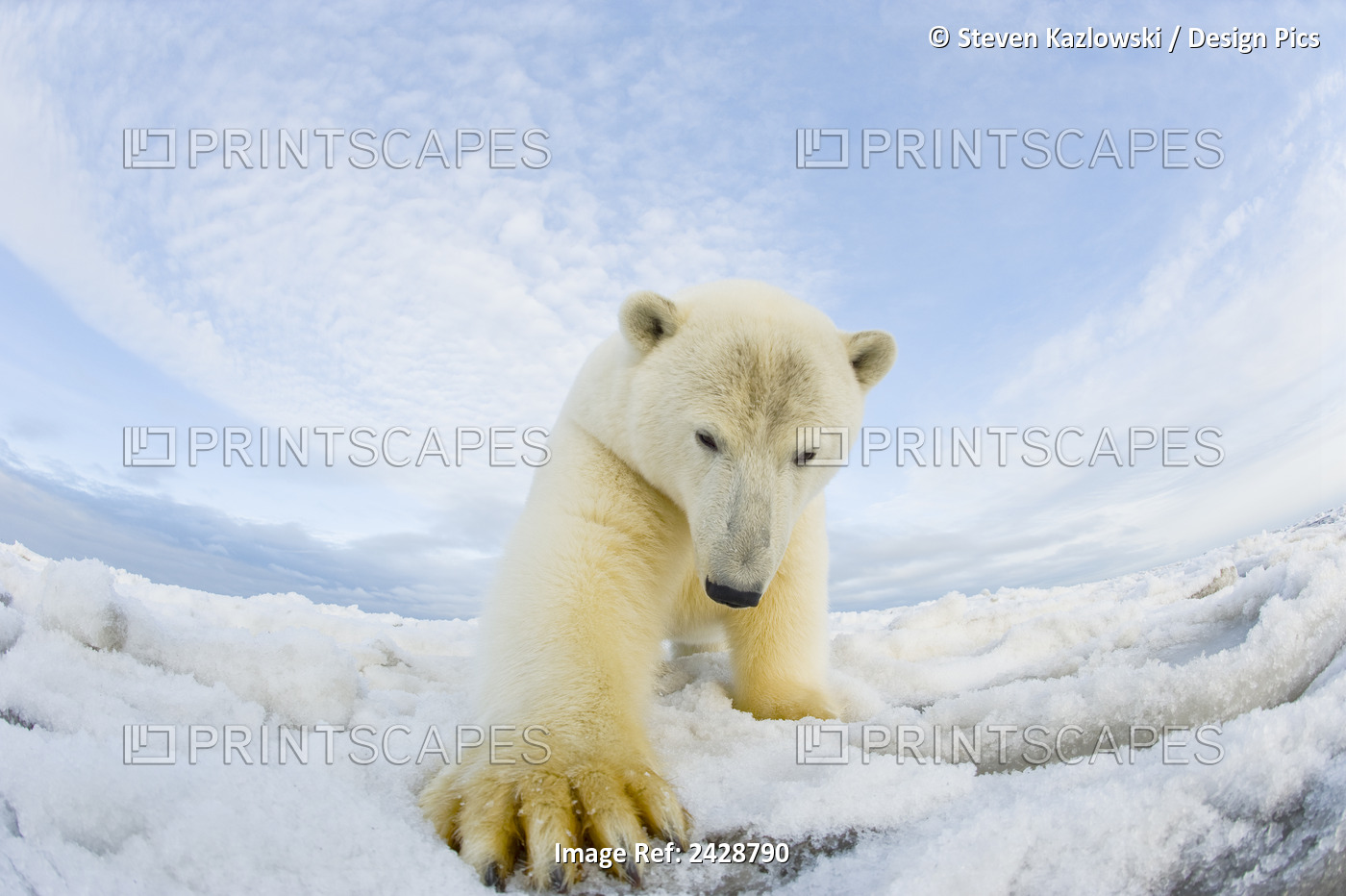 Polar Bear (Ursus Maritimus), Curious Young 2 To 3-Year-Old On Newly Formed ...