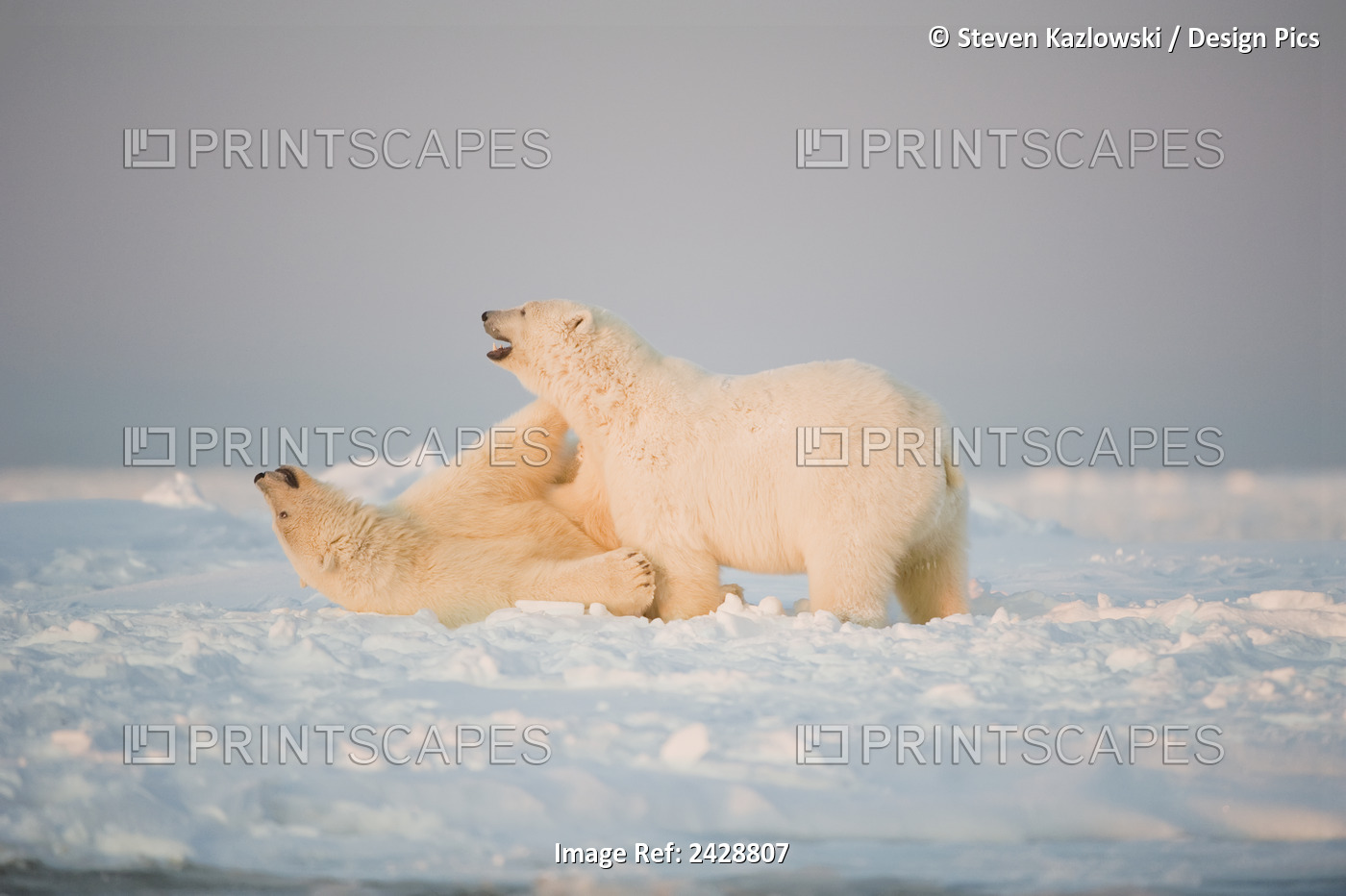 Polar Bear (Ursus Maritimus), Pair Of 3-Year-Olds Play With One Another On ...