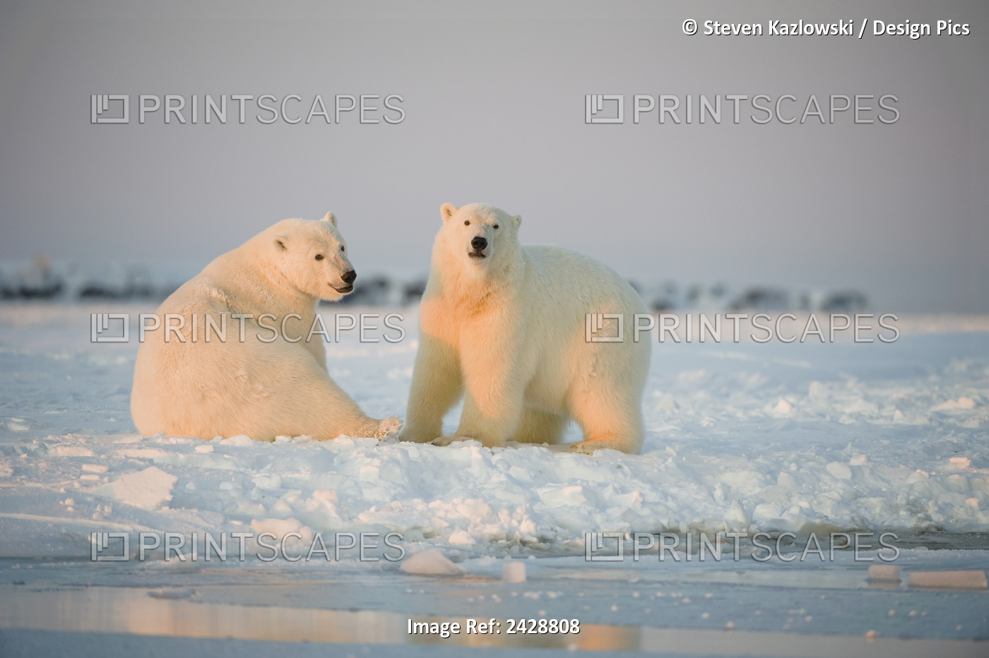 Polar Bear (Ursus Maritimus), Pair Of 3-Year-Olds Play With One Another On ...