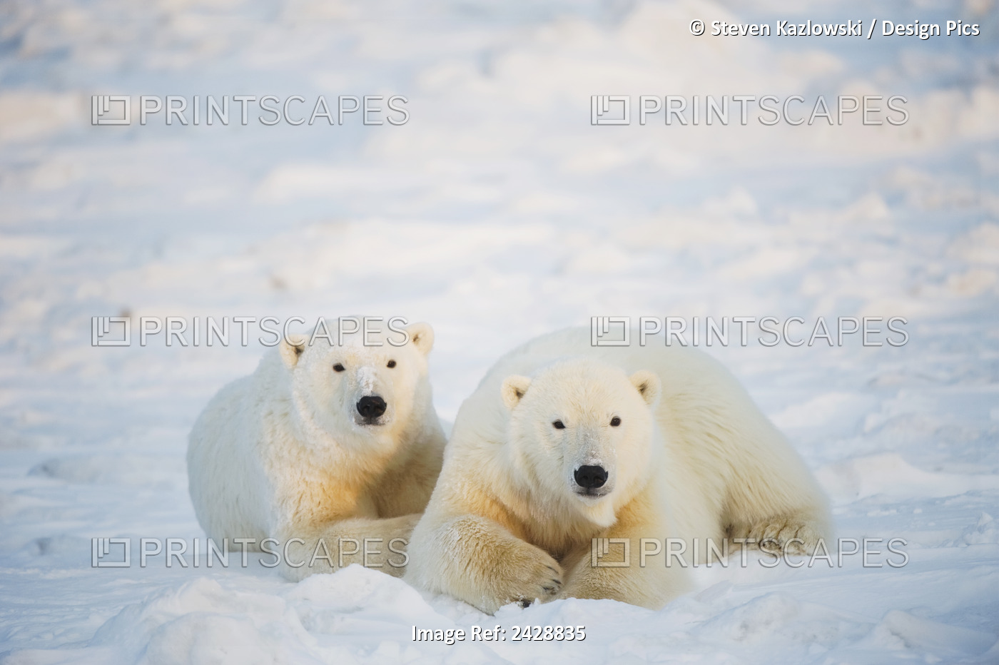 Polar Bear (Ursus Maritimus), Sow With Cub Rest On The Newly Frozen Pack Ice, ...