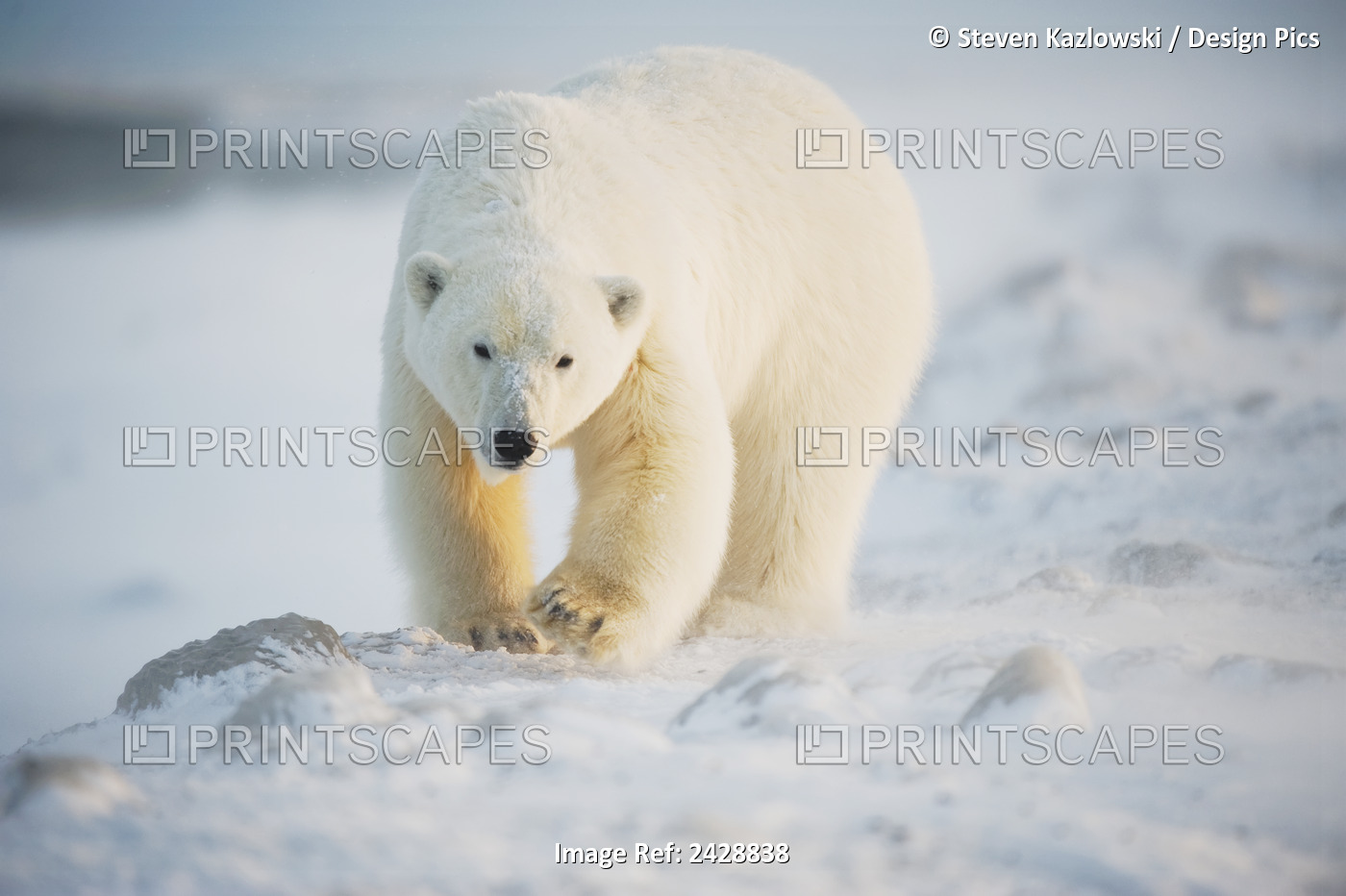 Polar Bear (Ursus Maritimus), Young Subadult Travels Along Snowy Bernard Spit, ...