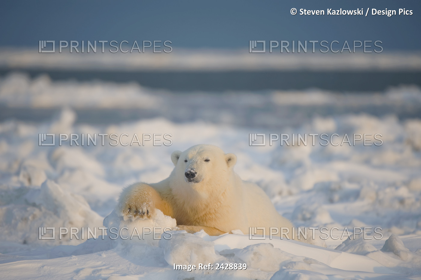 Polar Bear (Ursus Maritimus), Adult Rests On Newly Formed Pack Ice During Fall ...