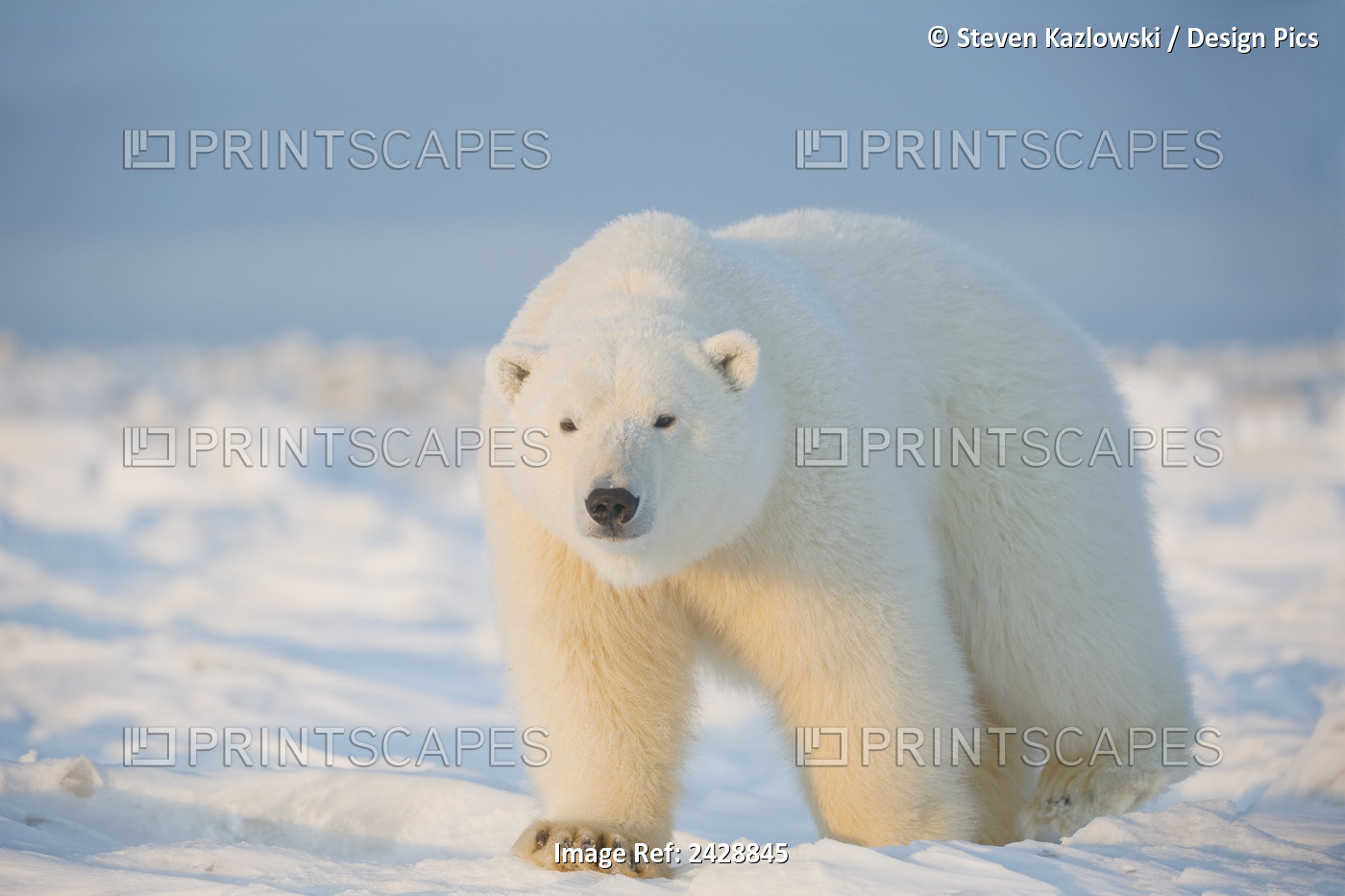 Polar Bear (Ursus Maritimus), Adult Walking Over The Newly Formed Pack Ice ...