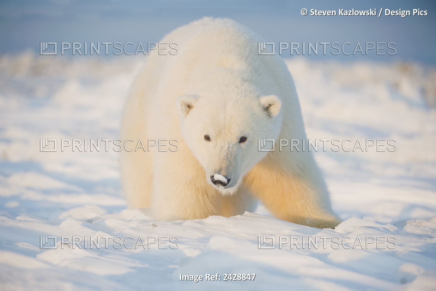 Polar Bear (Ursus Maritimus), Young Bear On The Newly Frozen Pack Ice, Beaufort ...