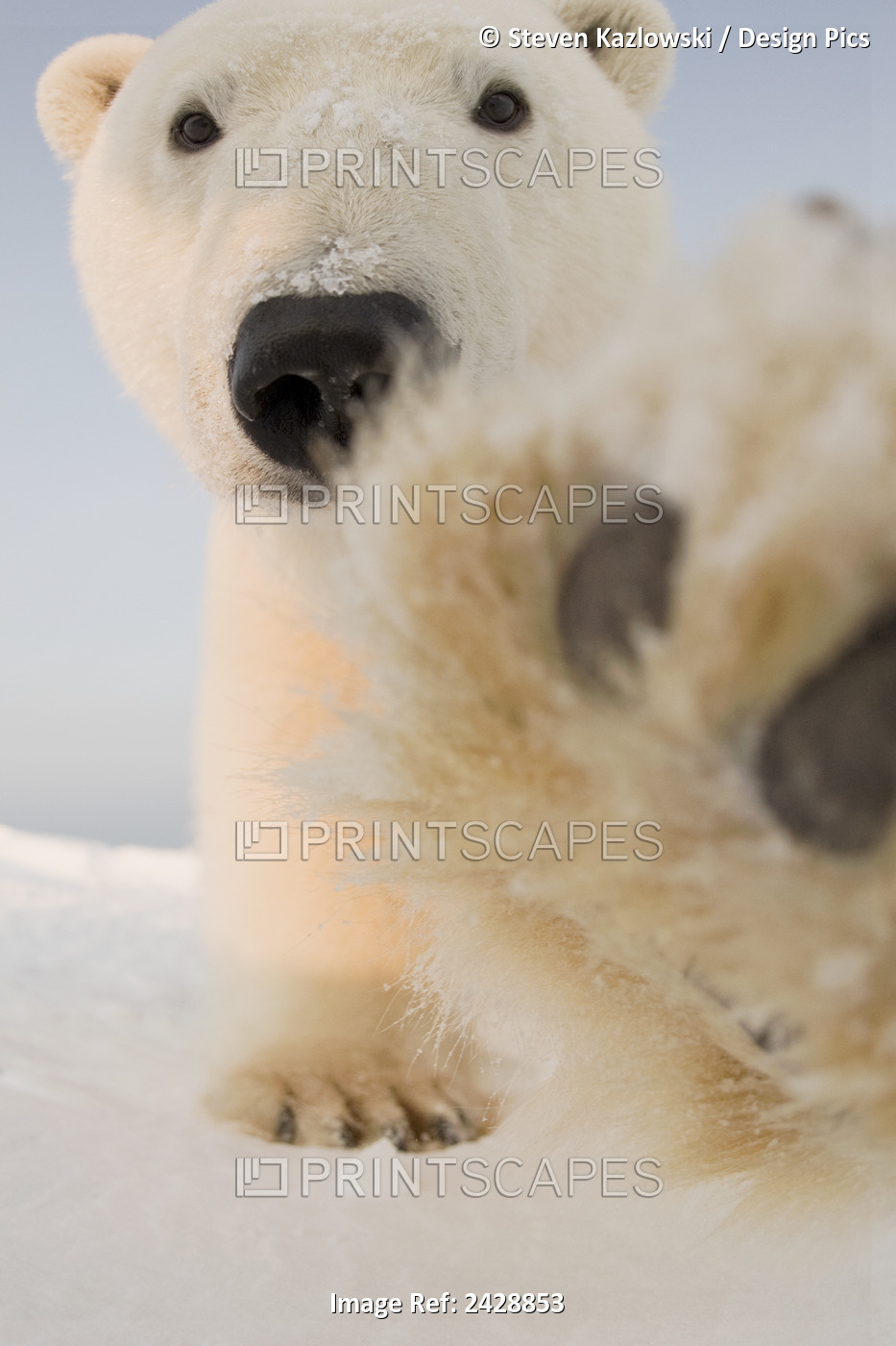 Polar Bear (Ursus Maritimus), Curious Young Boar On The Newly Frozen Pack Ice, ...